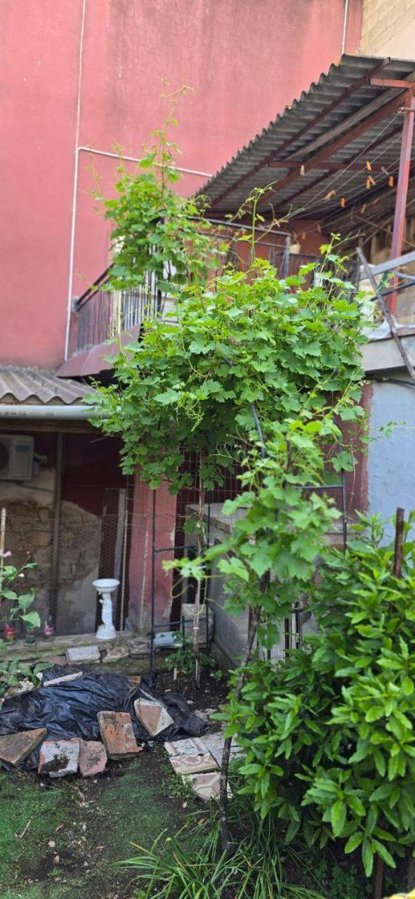 Appartamento In Casa Con Cortili Ad Arbus - Sardegna Buitenkant foto